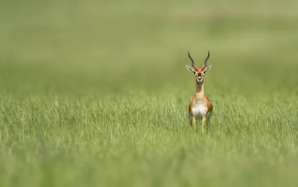 Blackbuck Aussi Connu Sous Nom Antilope Indienne Est Une Antilope — Photo