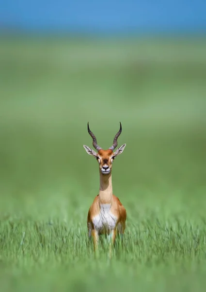 Blackbuck Also Known Indian Antelope Antelope Found India Nepal Pakistan — Stock Photo, Image