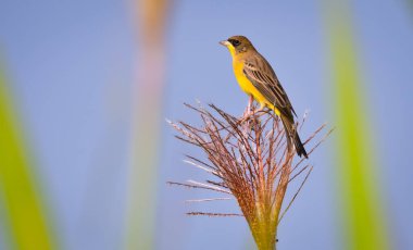 Siyah başlı kiraz kuşu, kiraz kuşu familyasından bir kuş türü. Güneydoğu Avrupa 'da, doğuda İran' da ürer ve kışın çoğunlukla Hindistan 'a göç eder.