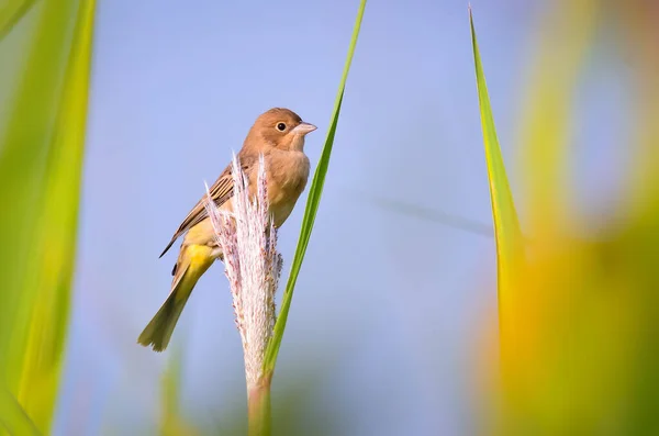 Roodkopgors Emberizidae Een Zangvogel Uit Familie Emberizidae Gorzen — Stockfoto