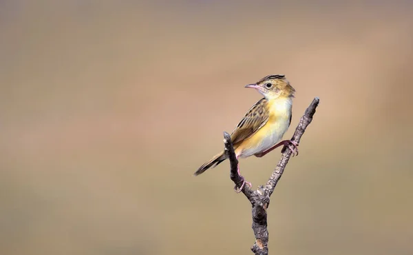 Cisticola Con Hojarasca Gavilán Rayado Gavilán Ampliamente Distribuido Del Viejo — Foto de Stock