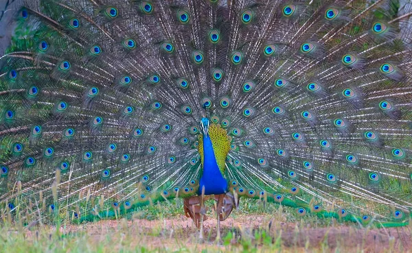 The Indian peafowl, also known as the common peafowl, and blue peafowl, is a peafowl species native to the Indian subcontinent. It has been introduced to many other countries.