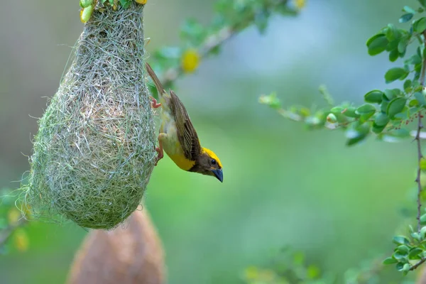 Çok Dokumacı Hindistan Güneydoğu Asya Bulunan Bir Dokumacı Kuş Türü — Stok fotoğraf