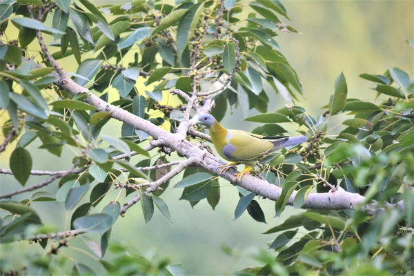 Die Gelbfüßige Grüne Taube Auch Als Gelbfüßige Grüne Taube Bekannt — Stockfoto