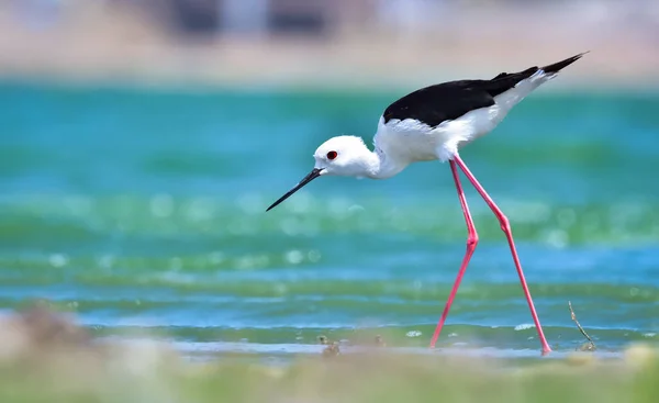 Stilt Alas Negras Una Especie Social Generalmente Encuentra Pequeños Grupos — Foto de Stock