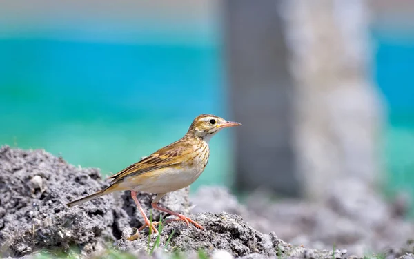 Paddyfield Pipit Восточный Pipit Является Небольшой Воронкообразной Птицей Семейство Pipit — стоковое фото