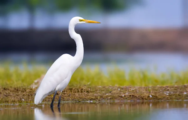아메리카 아시아 아메리카 유럽에서 발견되는 아종이 거대하고 분포되어 왜가리 Egret — 스톡 사진