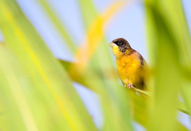 Siyah başlı kiraz kuşu, kiraz kuşu familyasından bir kuş türü. Güneydoğu Avrupa 'da, doğuda İran' da ürer ve kışın çoğunlukla Hindistan 'a göç eder.