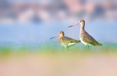 With its long beak, white-barred wings and namesake tail, the Black-Tailed Godwit is a distinctive and elegant bird. clipart