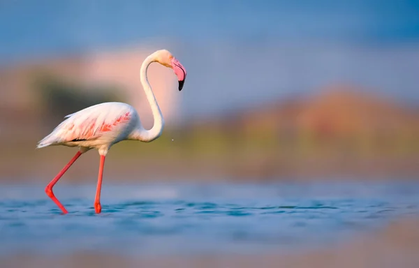 Flamingos Sind Berühmte Rosafarbene Vögel Die Warmen Wässrigen Regionen Auf — Stockfoto