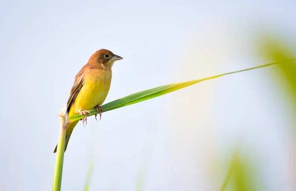 Berrinche Cabeza Roja Ave Paseriforme Familia Emberizidae Grupo Ahora Separado — Foto de Stock