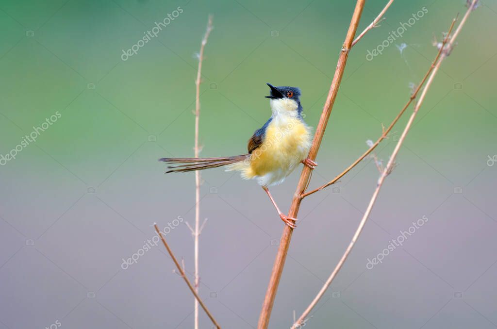 Cisticolidae es una especie de ave paseriforme perteneciente a la