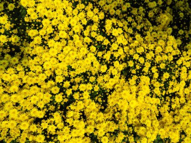 Sarı papatya yazın açar, sarı çiçek arkaplanı.