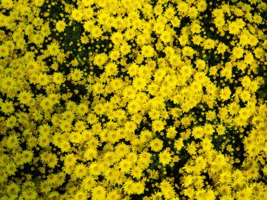 Sarı papatya yazın açar, sarı çiçek arkaplanı.