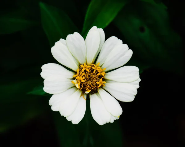 Zblízka Bílá Zinnia Elegans Květina Parku Časté Zinnie — Stock fotografie