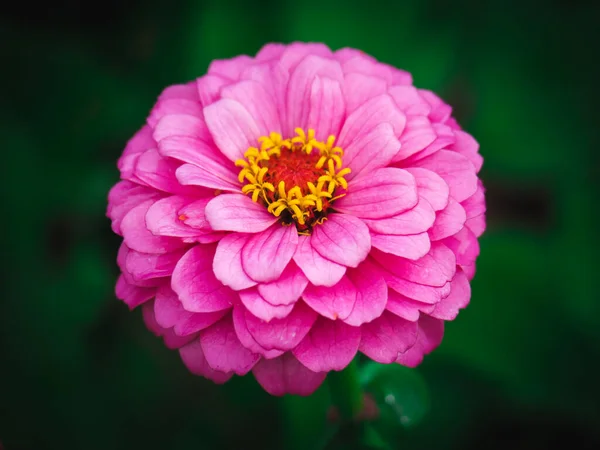 Close Branco Zinnia Elegans Flor Parque Zinnia Comum — Fotografia de Stock