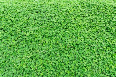 Arka plan olarak küçük yeşillik otu.