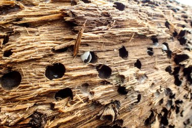 Makro, kayalık sahil tarafında bulunan doku ve desenleri kapat.