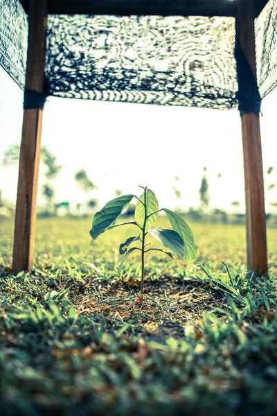 Kleine Tuinieren Boerderij Fruitboom Gewas Met Frame Voor Ondersteuning — Stockfoto