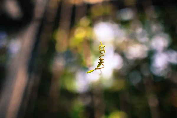 Hermosa Vista Macro Planta Enredadera Contra Fondo Bokeh Luz — Foto de Stock