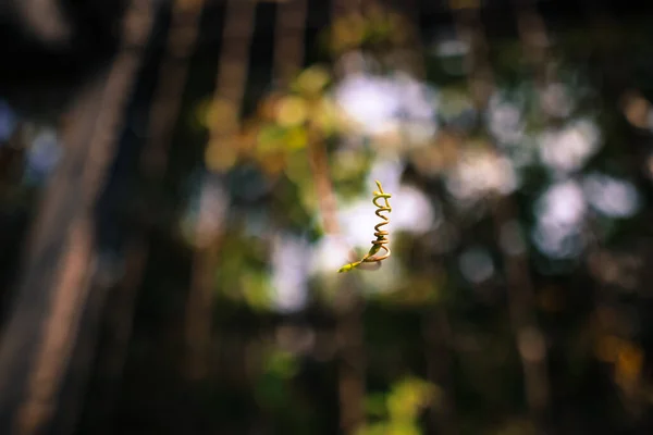 明るいボケを背景にしたクリーパー植物の美しいマクロビュー — ストック写真