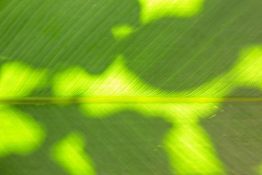 Görünümleri ve yüzey dokusunu gösteren arka plan yeşil arkaplanı kapat