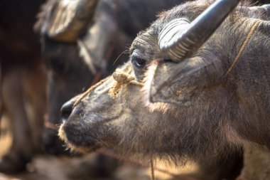 Sapa Vietnam Asya yakınlarındaki Lao Cai kırsalında Bac Ha pazarında bufalo ticareti.
