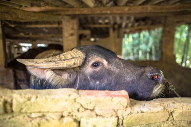 Sapa Vietnam Asya yakınlarındaki Lao Cai kırsalında Bac Ha pazarında bufalo ticareti.