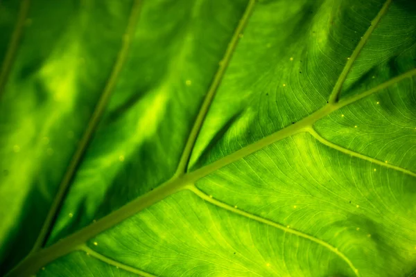 Close Van Verlicht Blad Groene Achtergrond Tonen Viens Oppervlakte Textuur — Stockfoto