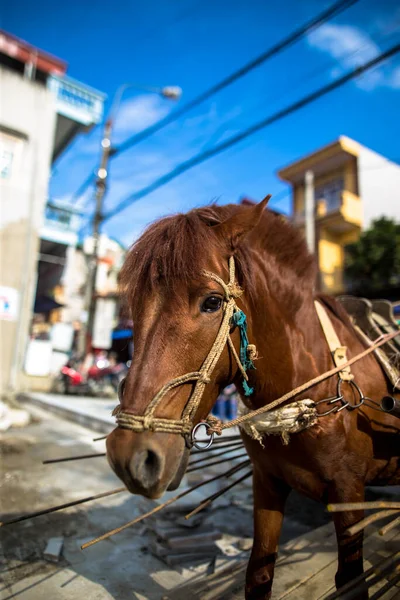 Sapa Vietnam Asya yakınlarındaki Bac Ha Market caddesinde koşumlu köy atı bulundu.