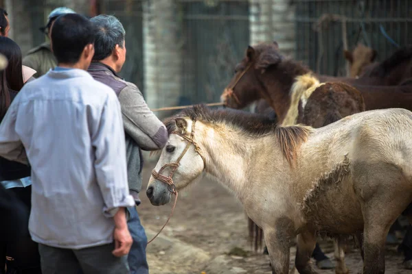 Sapa Vietnam Asya yakınlarındaki Lao Cai kırsalındaki Bac Ha pazarında at ticareti.