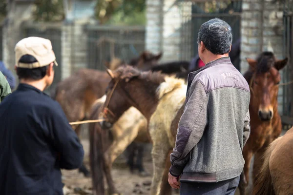 Sapa Vietnam Asya yakınlarındaki Lao Cai kırsalındaki Bac Ha pazarında at ticareti.