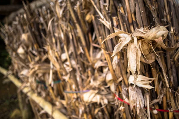 Brown dried corn hay tied into bundle as seen in rural town of Bac Ha, Lao Cai near Sapa Vietnam Asia