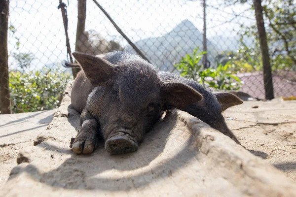 Black pig laying down resting in front yard of countryside house in Sapa Lao Cai Vietnam