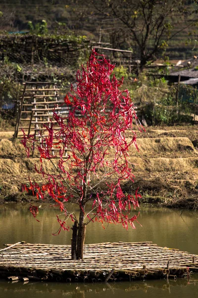 Ruban Rouge Vif Tronc Arbre Coloré Sur Une Plate Forme — Photo