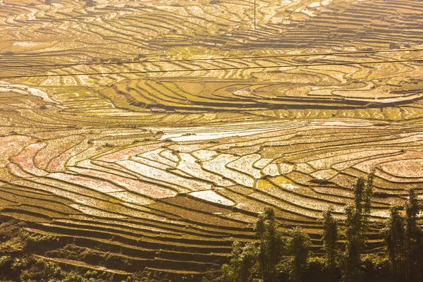 Sapa Lao Cai Vietnam 'daki teras pirinç tarlasının erken ekim mevsimi