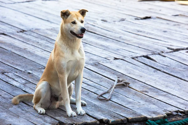 Halong Bay Vietnam Hindiçini 'ndeki ahşap rıhtımda evcil köpek bekliyor.