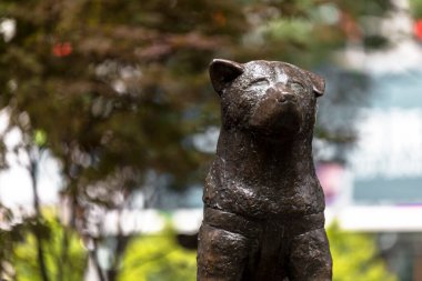 Japon Akita köpeği Hachiko 'nun heykeli sahibine olan olağanüstü bağlılığıyla hatırlanır.