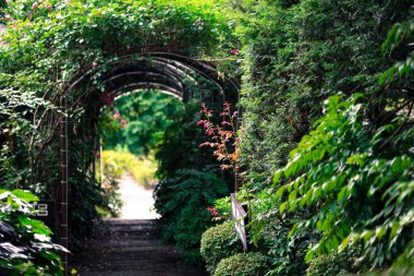 Fuji Dağı yakınlarında Kawaguchi Gölü 'nün yanında güzel çiçekler açar. 