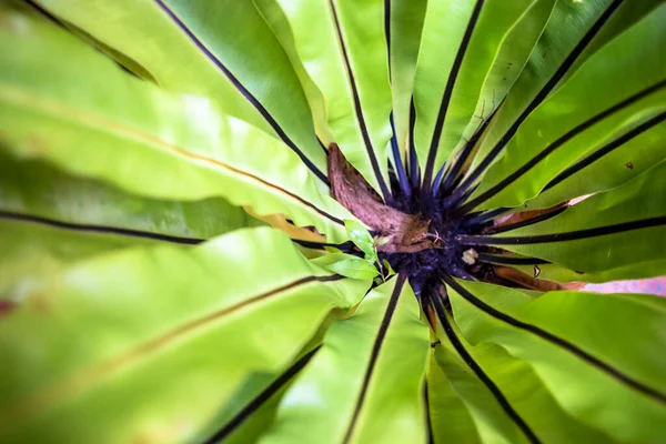 Frisse Tuin Close Van Mooie Tropische Groene Blad Plant Patroon — Stockfoto