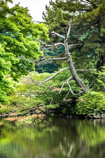 Shinjuku Gyoen National Garden Est Grand Parc Jardin Shinjuku Shibuya — Photo