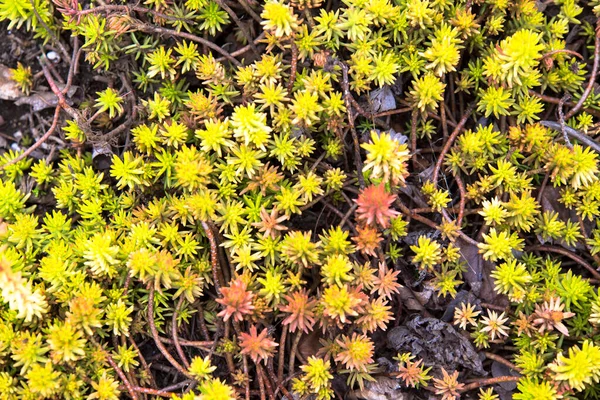 Bellissimi Fiori Fioriscono Accanto Lago Kawaguchi Vicino Monte Fuji Giappone — Foto Stock