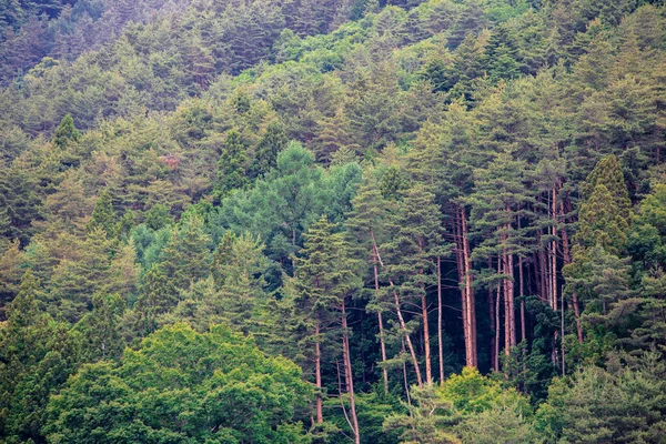 Hermosa Selva Verde Del Bosque Paisaje Visto Desde Lago Kawaguchi — Foto de Stock