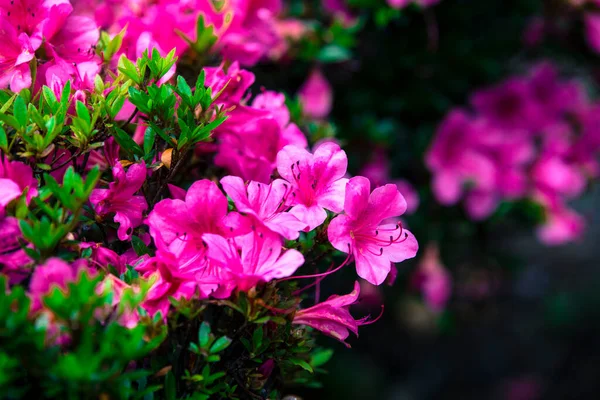 Gyönyörű Virágok Nyílnak Kawaguchi Mellett Fuji Hegy Közelében — Stock Fotó