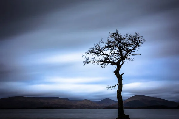 Picturesque Lone Tree at Milarrochy Bay is a bay on Loch Lomond, near the village of Balmaha, Scotland, UK.