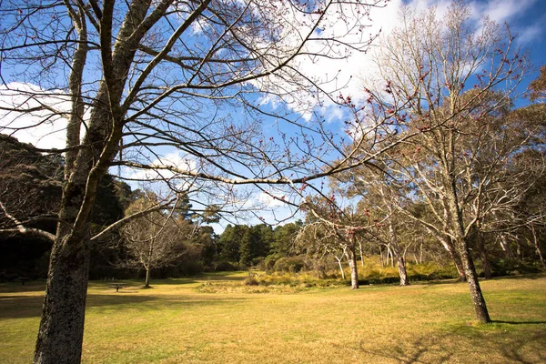 Park Mit Bäumen Grünem Gras Ästen Unter Blauem Himmel Der — Stockfoto