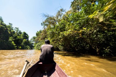 Bereketli yeşil tropikal yağmur ormanları Malezya Milli Parkı 'nda sakin nehir boyunca tekne gezisi