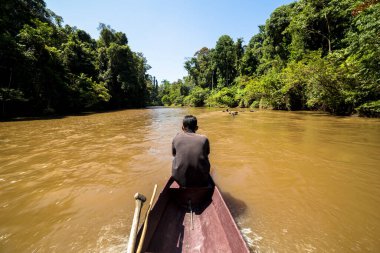 Bereketli yeşil tropikal yağmur ormanları Malezya Milli Parkı 'nda sakin nehir boyunca tekne gezisi