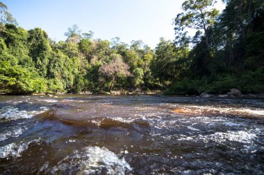 Bereketli yeşil tropikal yağmur ormanları Malezya Milli Parkı 'nda sakin nehir boyunca tekne gezisi