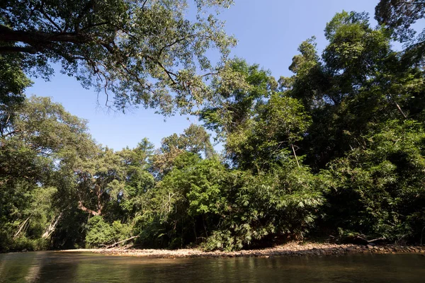Saftig Grüner Tropischer Regenwald Gegen Blauen Wolkenlosen Himmel Malaysia Nationalpark — Stockfoto